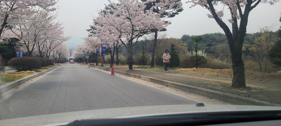 [세명대 벚꽃] 세명대학교 교내 벚꽃길